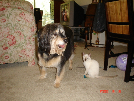 Dog's of 'A Dog's Life' 008(1).jpg
